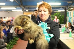 World Cat Show of Zanika (Italy) - February 2015